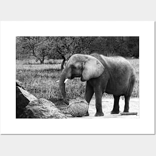 elephant - black and white Posters and Art